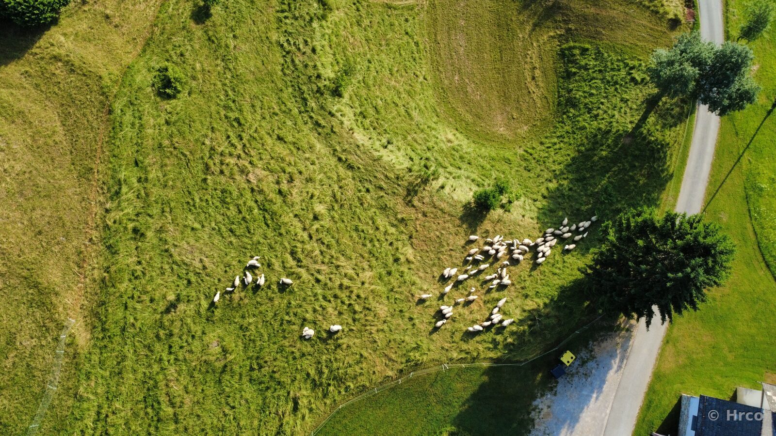 Cows from directly above